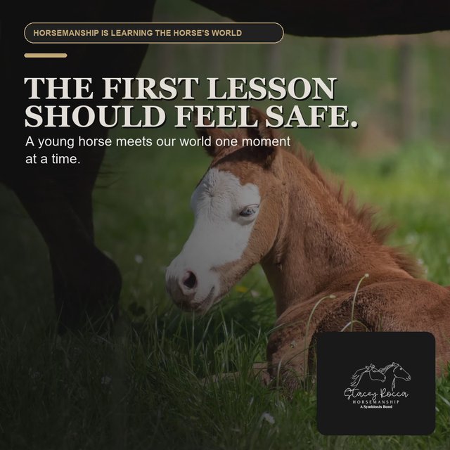 Horse and rider demonstrating connected groundwork